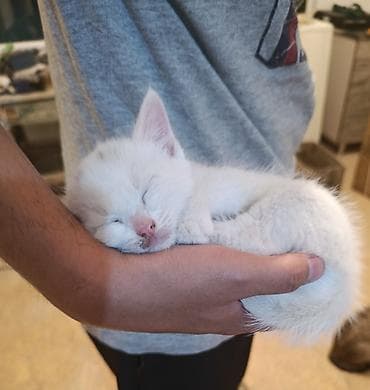 Отдам котят в хорошие руки. Возраст 2 месяца, кушают и ходят в туалет