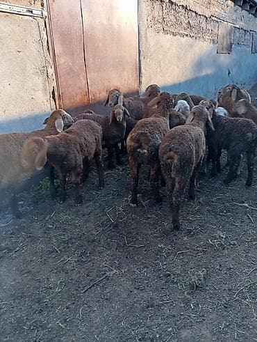 бараны матки: Продаю | Овца (самка) | Для разведения | Матка — 3