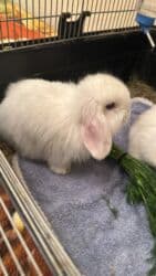 Чычкандар: Мини-крольчата породы - минилоп и карликовые барашки - вислоухие😍😍😍 - lalafo.kg да — 2 Чычкандар: Мини-крольчата породы - минилоп и карликовые барашки - вислоухие😍😍😍 - — 2