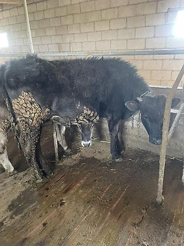 кой сой: Продаю | Бык (самец) | Полукровка | На откорм | Привязанные — 3