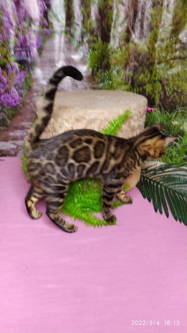 сколько стоит котенок британской золотой шиншиллы: Красивейшая бенгальская кошечка 6мес. Профессиональный Питомник — 7