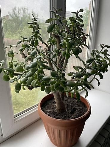 green leaf: Толстянка (денежное дерево) в горшке - Комнатное суккулентное дерево — 2