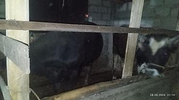 корова молочная: Продаю | Бык (самец) | На откорм — 2