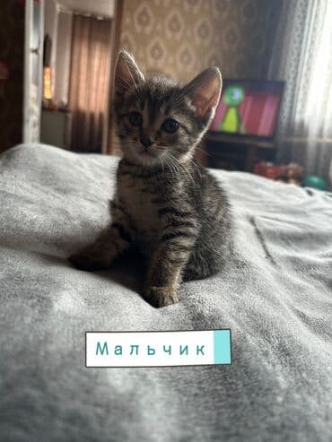 отдам котенка в добрые руки: Эркек — 6