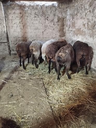 овце матки: Продаю | Овца (самка) | Для разведения | Матка — 1