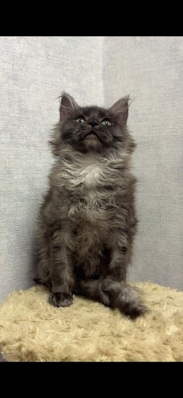 французкий бульдог: Породистый котёнок мейн-кун, окрас дымчатый (чёрный смоук) — 2