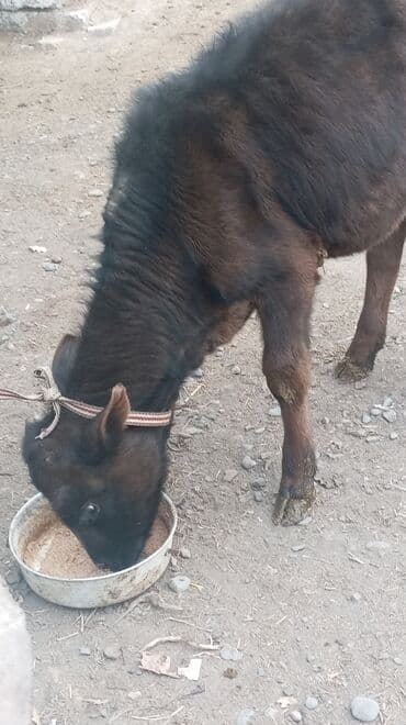 Зоотовары: Продаю | Музоо, торпок | Полукровка | На откорм | Привязанные — 5