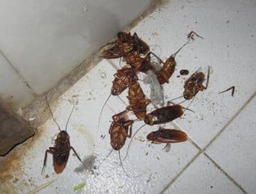 двухэтажных домов в бишкеке: 100% жок болот — 1