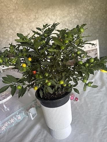 сладкий перец: Домашнее декоративное растение – комнатный перец/паслён с яркими — 2