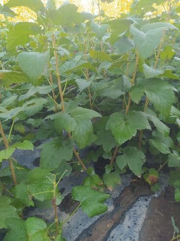 грабли с черенком цена бишкек: Предлагаем саженцы черной смородины, выращенные в экологически чистых — 1