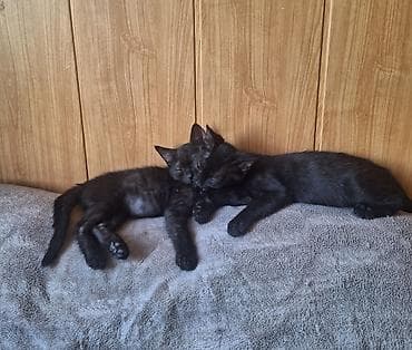 cane corso: 2 месяца, Девочка, Черный, Приучена к лотку, Проглистована — 3