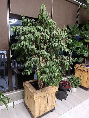 Фикустар: Продаются цветы, разные виды, сорта, большие и маленькие домашние и — 4