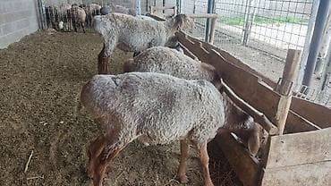 пегий: Продаю | Баран (самец) | На забой | Племенные — 1