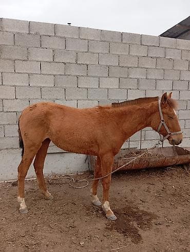 Продаю | Кобыла (самка) | Полукровка | Рабочий