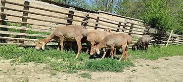 матки пчел: Продаю | Овца (самка) | На забой | Ярка — 1