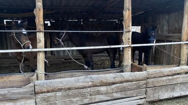 отдам даром охотничью собаку: Продаю | Жеребенок | Для разведения — 4