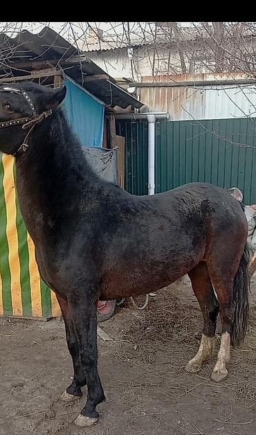 Другие животные: Продаю | Кобыла (самка) | Рабочий — 1