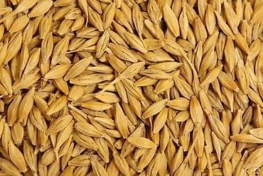 Ячмень (зерно) Арпа оптом в любом количестве 
Россыпью и в мешках