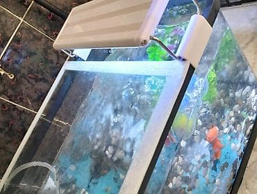 рыба маринка: Продаётся красивый и полностью укомплектованный аквариум, идеально — 5