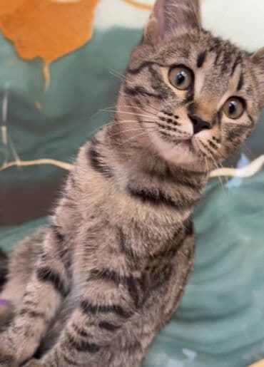 американская енотовая кошка: Только в квартиру или домбез самовыгула . Одаем с кормом и лотком с — 1