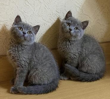 скотиш: Скотиш Страйт (Шотландская прямоухая), 2 месяца, Девочка, Голубой, Приучена к лотку, Проглистована, С документами — 1