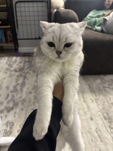 золотая шиншилла бишкек: Шотландская кошка серебристого окраса (вислоухая). Крупные круглые — 2