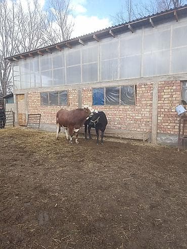 кошка батон: Продаю | Бык (самец) | На откорм — 1