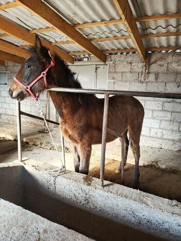 продаю аквариумных рыбок: Продаю | Жеребенок | Конный спорт — 1