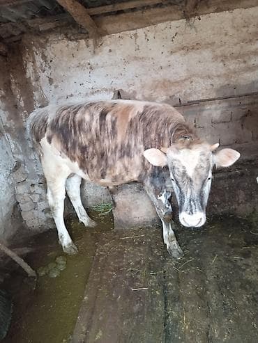 животные в добрые руки: Галыштин отец Швец порода гарантирую от своих коров и свой бык 110.000 — 3