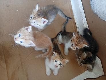 новорождённые котята: Отдам веслоухих котят в добрые руки,токмок,.все котята уже — 2