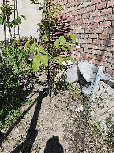пекан саженец купить: Продам саженец грецкого ореха, годовалый, сильно рослый, тонкокорый — 2