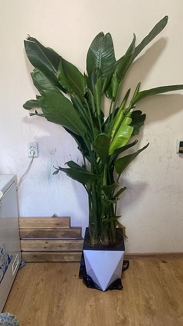led matrix panel: Комнатные растения в горшках 1) Замиокулькас (Zamioculcas zamiifolia) — 3