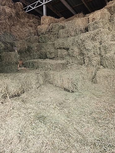 музо алам: 500 плотных тюков, продаю сено люцерна (беде) в тюках для тех кто — 2