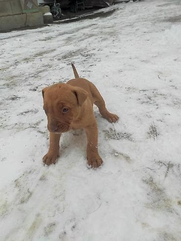 бычки 8 9 месяц: Питбуль, 1 месяц, Самка — 5