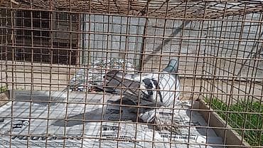 бодоно птица: Породистый голубь (декоративно-лётный тип) - Окрас: светло-серый — 3