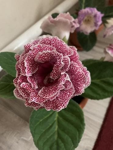 для круп: Комнатные растения в горшках: 1) Молочай Миля (Euphorbia milii — 7