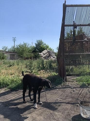 шпиц собака цена бишкек: Таза кандуу тайган сатылат — 6