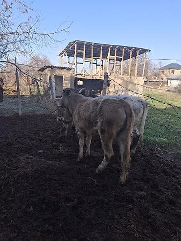 высокодойная корова: Продаю | Бык (самец), Тёлка | Полукровка, Швицкая, Бельгийская | На откорм, Для разведения, Для молока | Племенные, Искусственник, Привязанные — 4