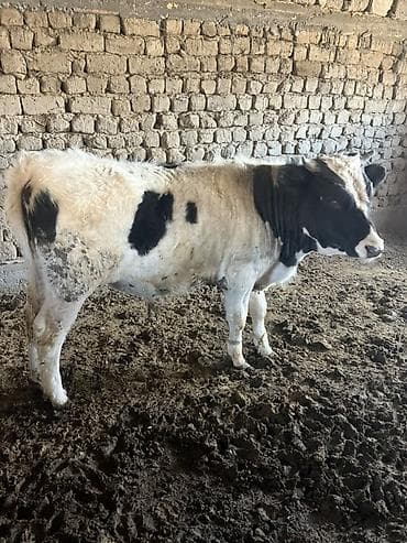 Уйлар, букалар: Сатам | Бука (эркек) | Голштин | Бордоп семиртүү үчүн | Асыл тукумдуу — 3