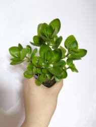 стабилизированные цветы бишкек: РАСПРОДАЖА по 100сом🔥🔥🔥🔥 💰💰📌📌 алоказия полли традесканция ладьевидная — 1