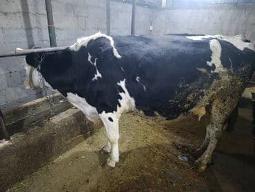 куплю собаку в бишкеке: Продаю | Корова (самка) | Голштин | Для молока | Привязанные — 4