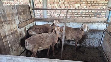 породистые собаки ищут дом: Продаю | Ягненок | Для разведения — 3