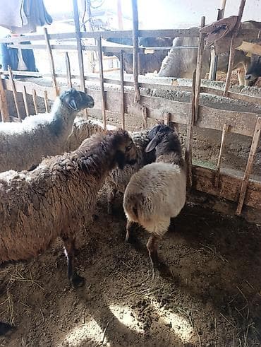 продаю пшеницы: Продаю | Овца (самка) | Полукровка | Для разведения | Ярка — 2