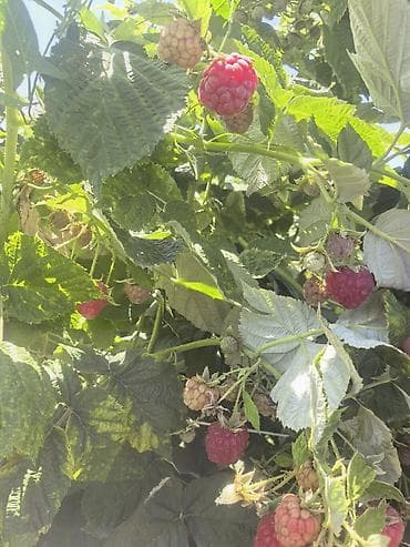 Малина В розницу — 8