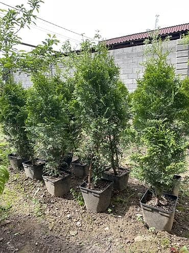 4 pot: 🌿 ПРОДАЖА КОЛОНОВИДНЫХ ТУИ🌿 Идеальное решение для красивой и — 2