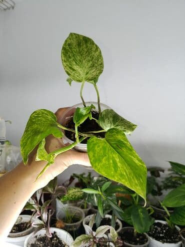 Диффенбахтар: Продаются комнатные цветы. Токмок — 19