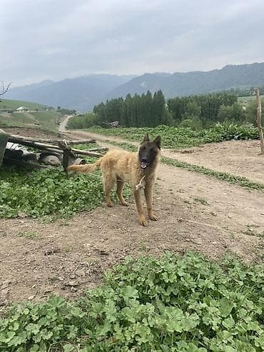 ош иттер: Щенок/молодая собака пастушьего типа (средний рост). Основные — 2