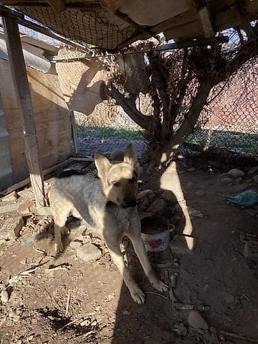 акита ину собака: Немецкая овчарка (окрас чепрачный/черно-рыжий) — 1