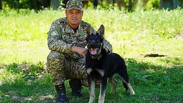 Восточно-европейская овчарка (7 месяцев) сертификат родословности