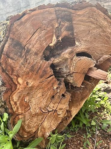 пенек купить: Срубили абрикос, дереву больше 40 лет 🌳 Древесина очень крепкая и — 2